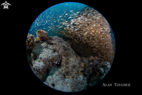 A Wobbegong shark