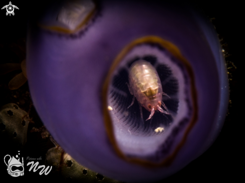 A Amphipod 