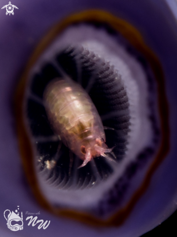 A Amphipod 