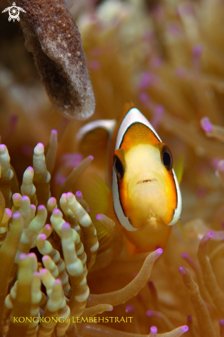 A Anemonefish