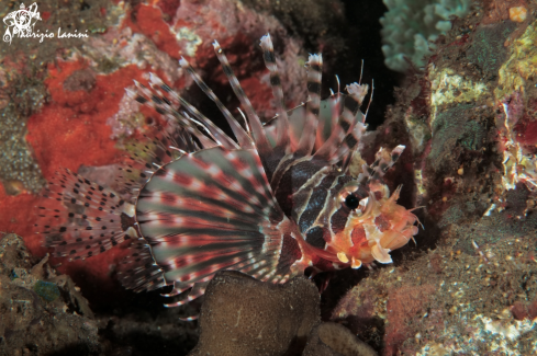 A Dendrochirus zebra | Scorpion fish