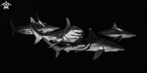 limbatus shark