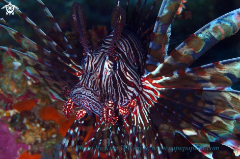 A Lionfish