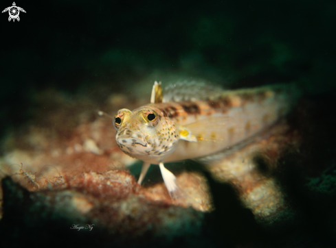 A Blackfin Sandperch