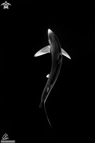 A Blue shark