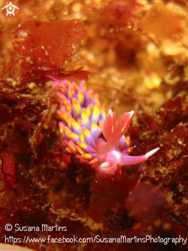 A Babakina anadoni | Nudibranch