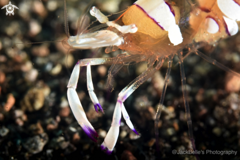 A Cleaner shrimp