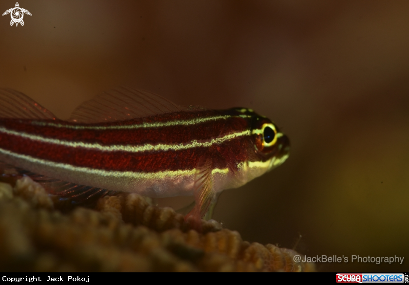 A Striped goby