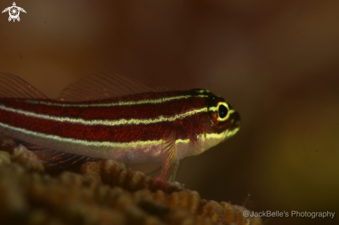 A Gobius vittatus | Striped goby