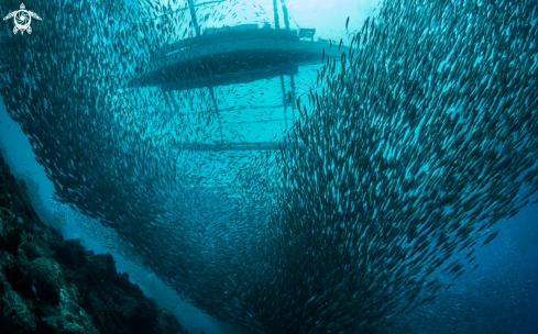 A Sardines