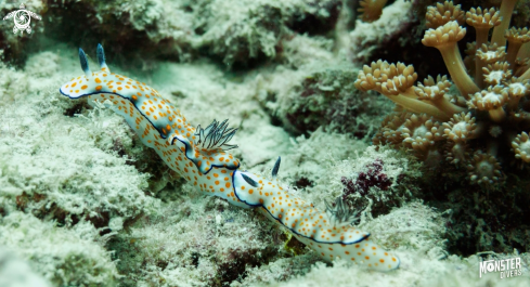 A Chromodoris annulata |  Nudibranch