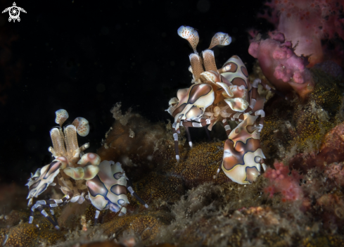 A Harlequin Shrimp