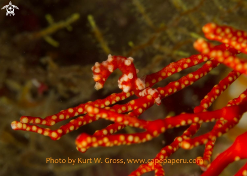 A Hippocampus sp. | Pygmy Seahorse