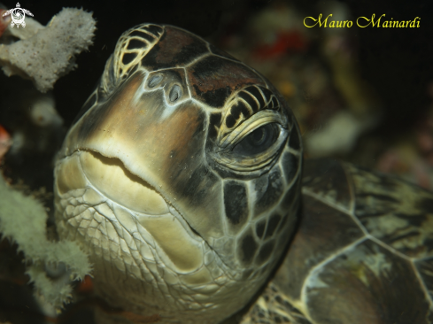 A Chelonia mydas | Green turtle