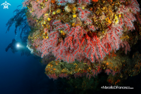A Corallum rubrum | Corallo Rosso 