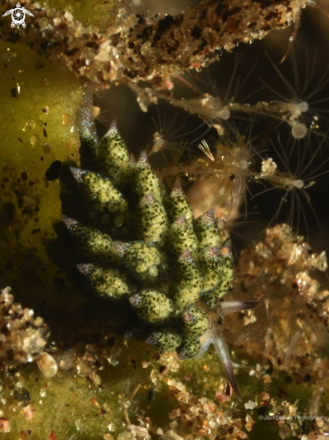 A Costasiella kuroshimae