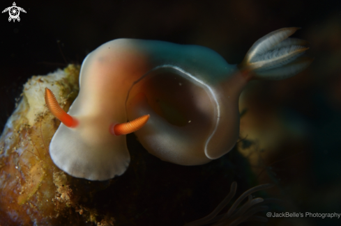 A Hypselodoris bullockii