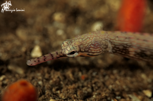 A Pipefish