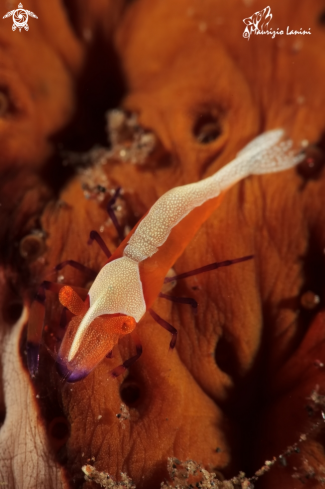 A Commensal shrimp 