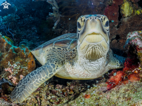 A Chelonia Mydas | Chelonia Mydas