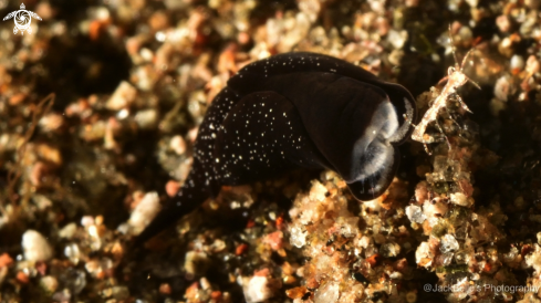 A Chelidonura sandrana Rudman, 1973 | Headshield slug