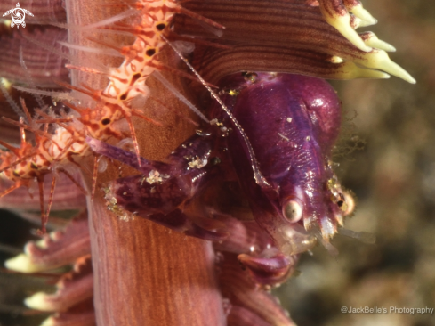 A Porcelain crab