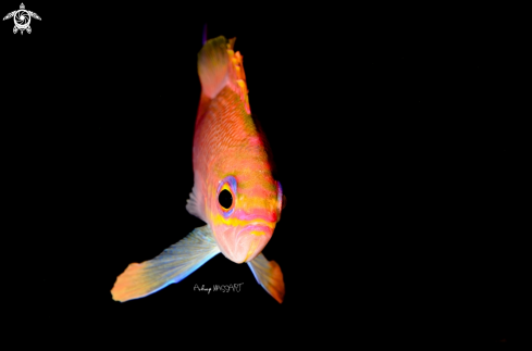 Anthias