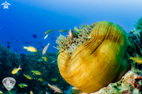 A Amphiprion akallopisos | clownfish