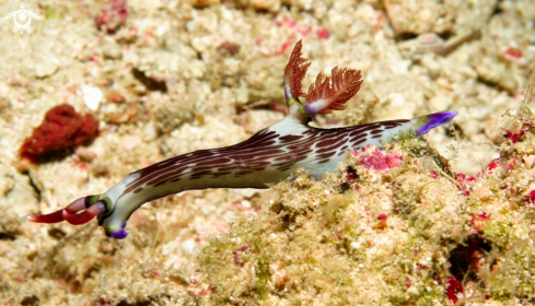 A Nembrotha rutilans | Nudibranche