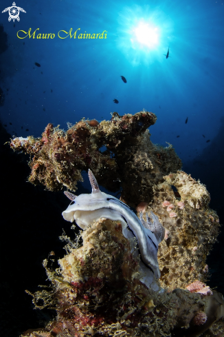 A Nudibranch