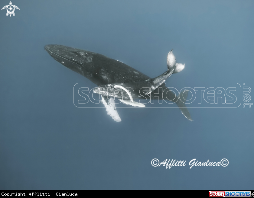 A humpback whales