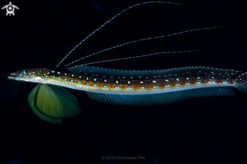A Thrichonotus elegans | Threadfin Sand Diver 