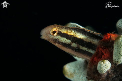 A Variable sabretooth blenny