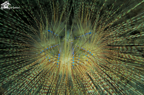 A Sea Urchin