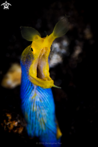 A Ribbon Eel 