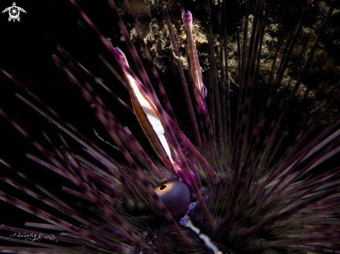 A Urchin Needle Shrimp 