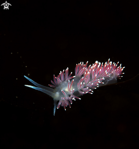 A Flabellina SP | Nudibranch