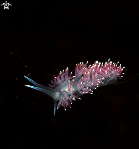 Nudibranch