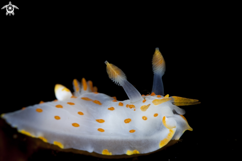 A Polycera quadrilineata | Polycera quadrilineata