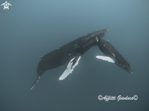 A humpback whales