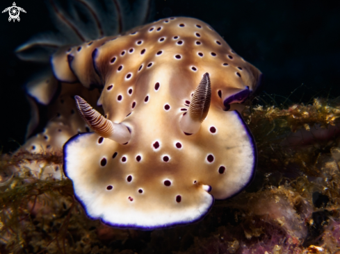 A Hypselodoris tryoni | Nudibranch