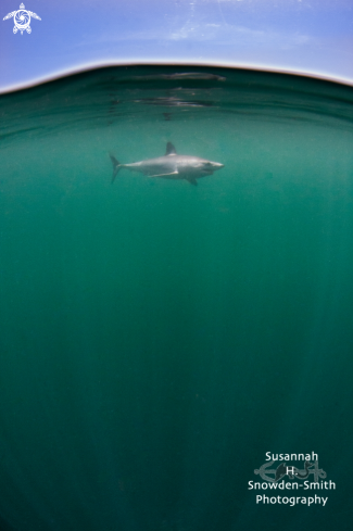 A Mako shark