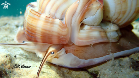 A Semicassis granulata | Casque cannelé