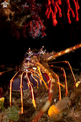 A Common spiny lobster