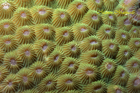 A Coral reef