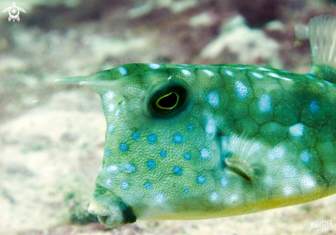 A  Longhorn cowfish 