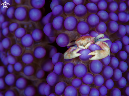 A Anemone crab in purple ball anemone