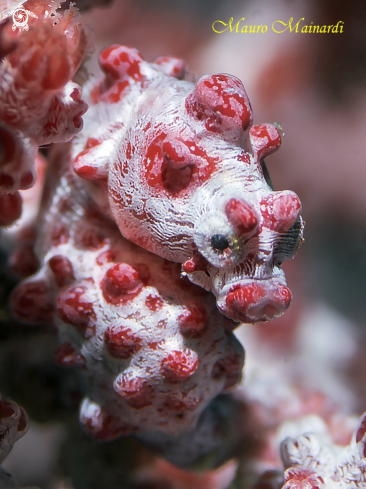 A Pygmy seahorse