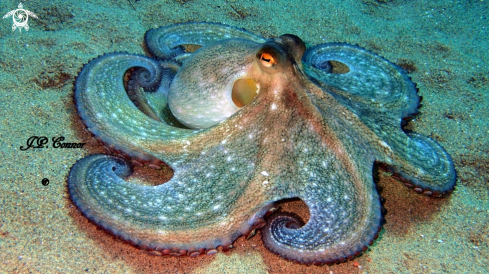 A Octopus vulgaris | Poulpe