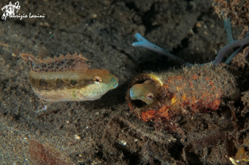 A Blenny